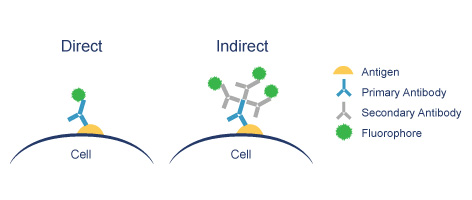 direct-vs-indirect-immunofluorescence.jpg