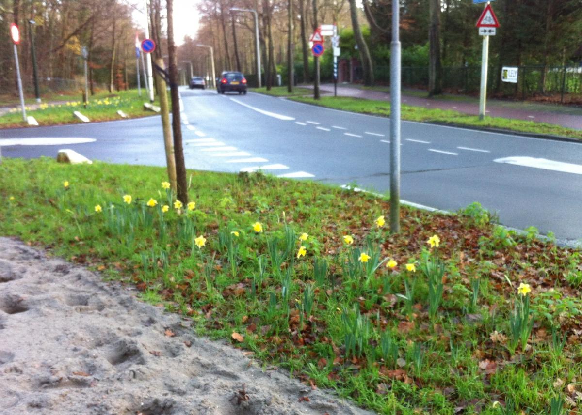 21 dec 2015 - narcissen Wassenaar 1.JPG