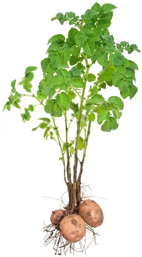 Aardappelplant.png