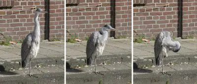 reiger2.jpg