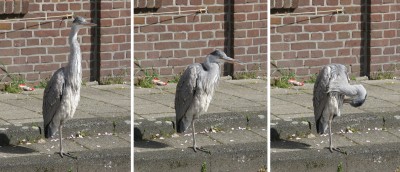 reiger2.jpg