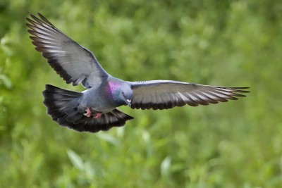 1280px-Rock_dove_-_natures_pics.jpg