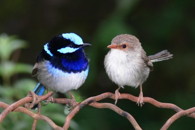 Male_and_female_superb_fairy_wren.jpg