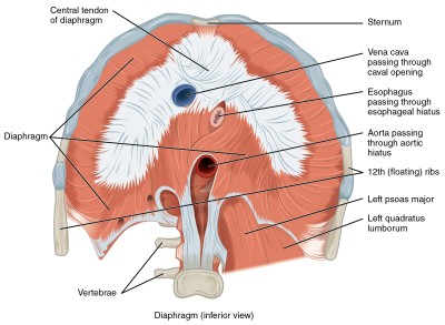 1113_The_Diaphragm.jpg