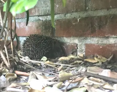 eerste baby-egel geconstateerd.jpg